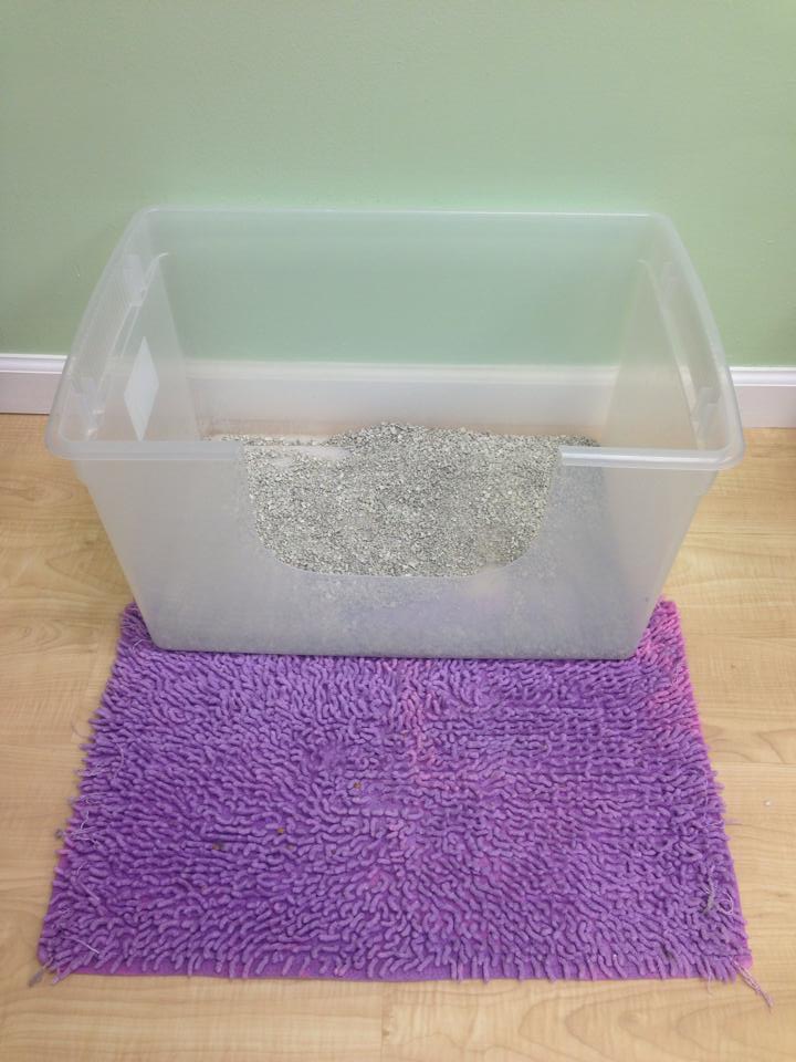 Litter boxes: get the scoop part 2! What should it be filled with and how  often should it be cleaned? - Fundamentally Feline